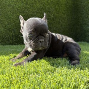 Francuski Buldog PRELEPI štenci Slika 6 Francuski Buldog PRELEPI štenci Slika 6