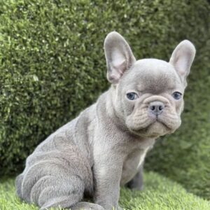 Francuski Buldog PRELEPI štenci Slika 7 Francuski Buldog PRELEPI štenci Slika 7